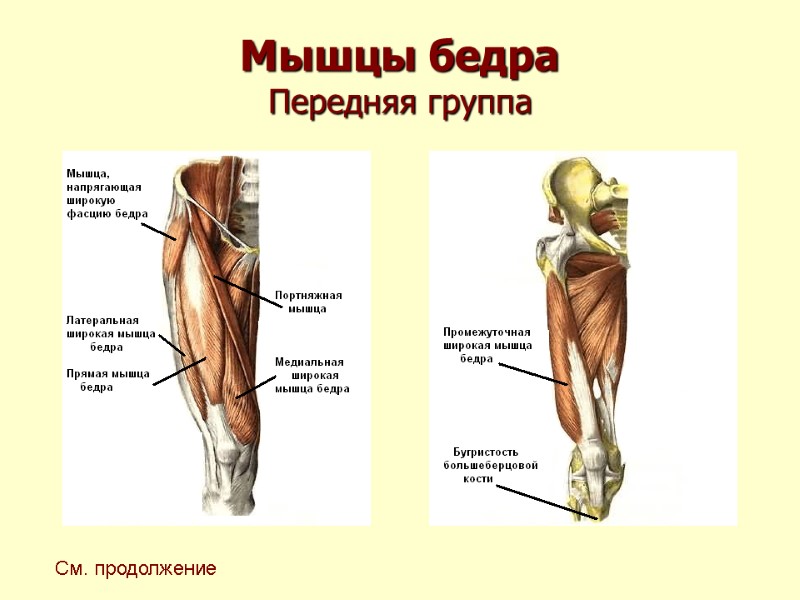 Мышцы бедра Передняя группа См. продолжение